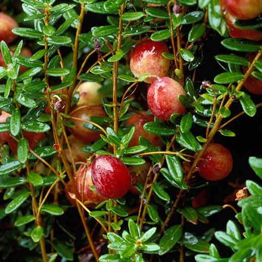 Cranberry close up