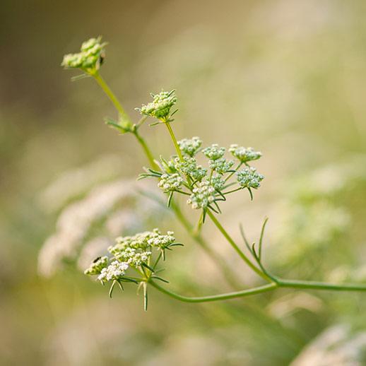 Cumin flower close up