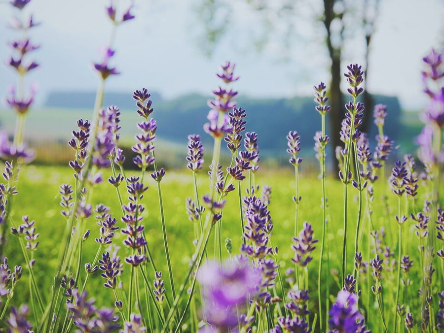 Vitex berry/Chaste berry