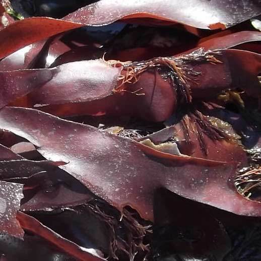 Dulse Fronds close up