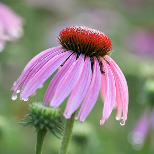 Gaia Herbs Grown Echinacea Angustifolia close up