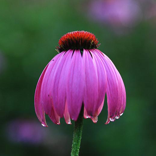 Gaia Herbs Grown Echinacea Purpurea close up