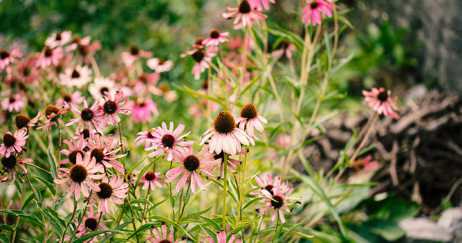 echinacea