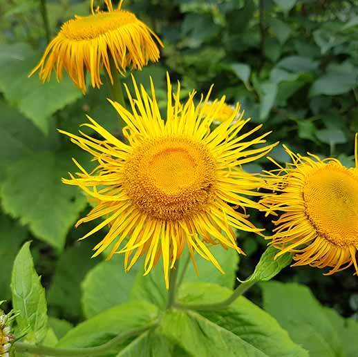 Elecampane close up