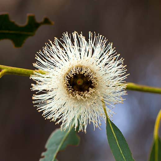 Eucalyptus flower close up