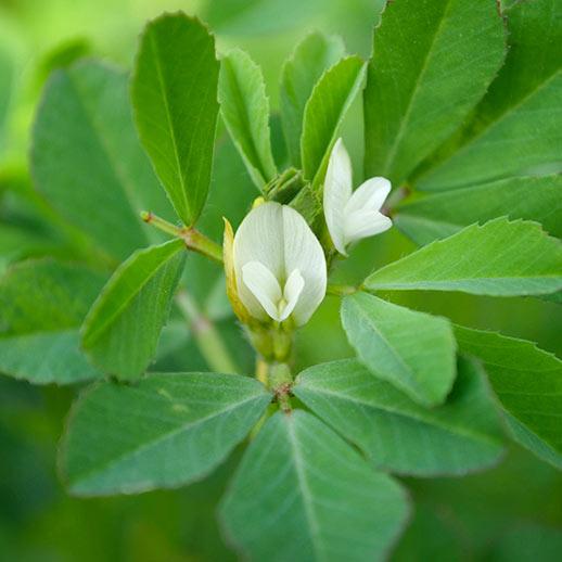 Fenugreek seed close up