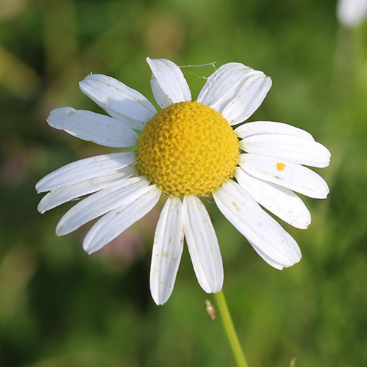 Feverfew