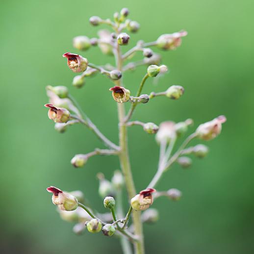 Figwort flower close up