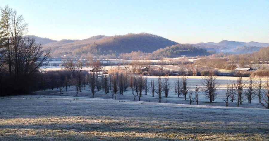 Frost at the Gaia Herbs farm