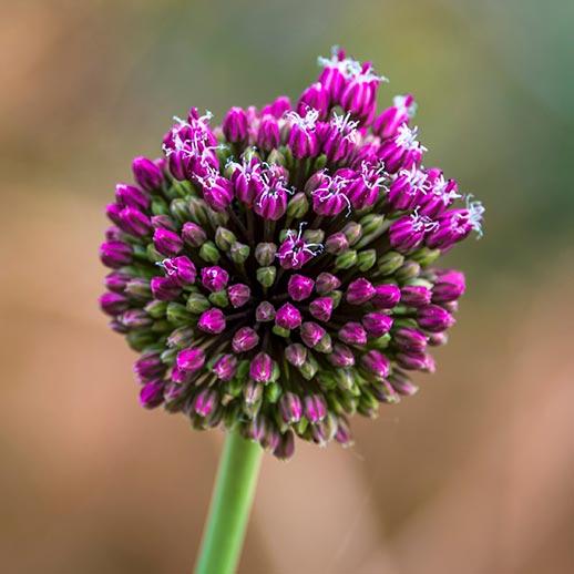 Vibrant garlic flower close up