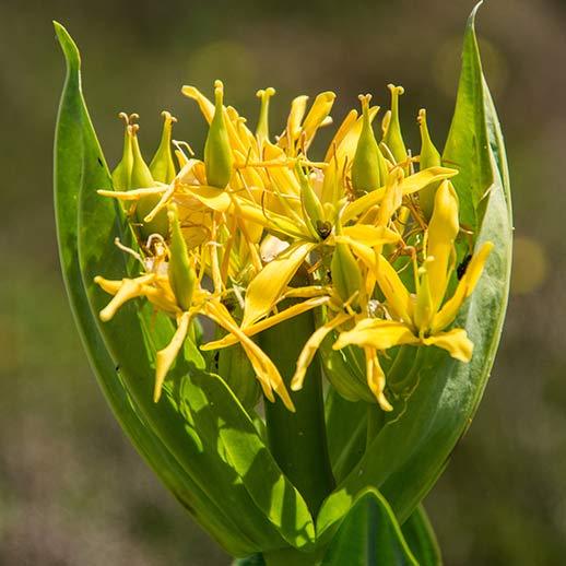 Gentian flower close up