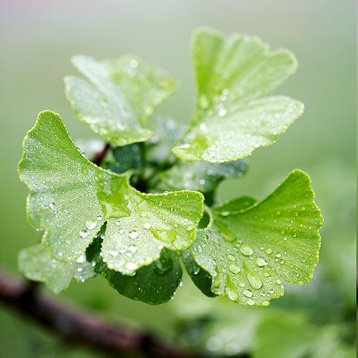 Ginkgo leaves close up