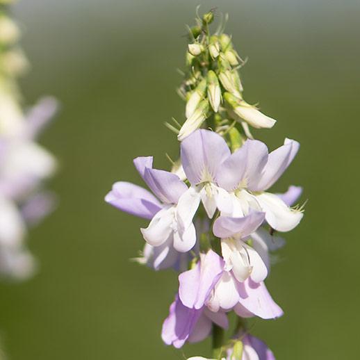 Goats Rue flower close up