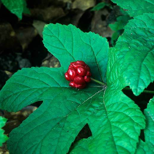 Goldenseal berry close up