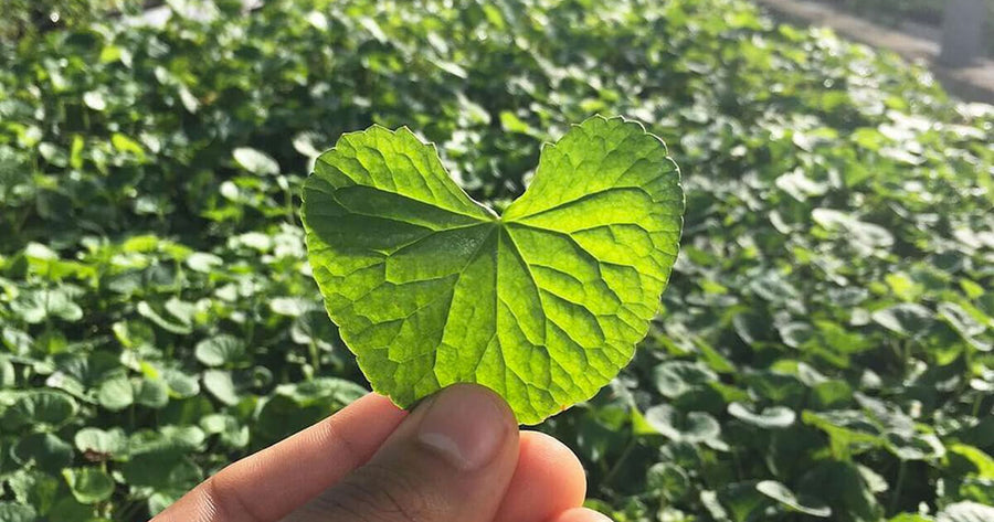 Gotu Kola in hand at Gaia Herbs greenhouse