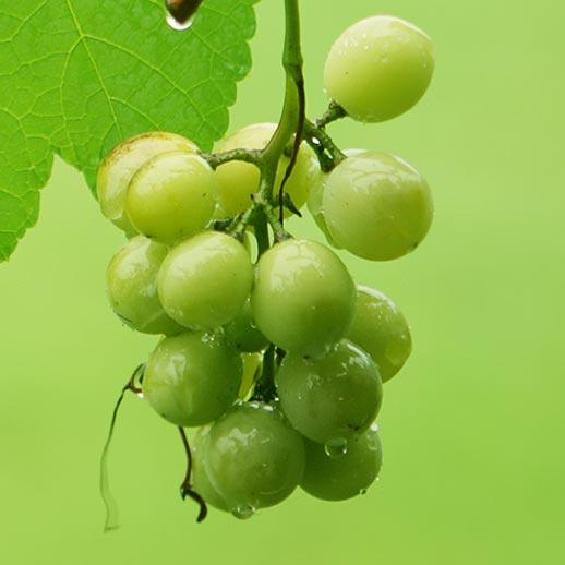 Green grapes close up on vine