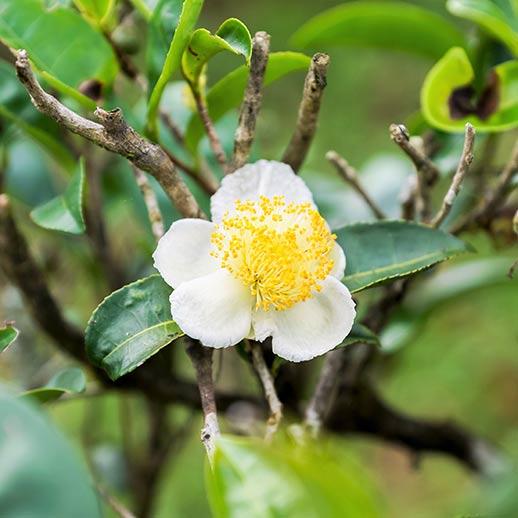 Green tea flower close up