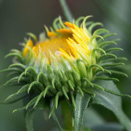 Grindelia flower close up