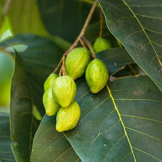 Haritaki fruit close up