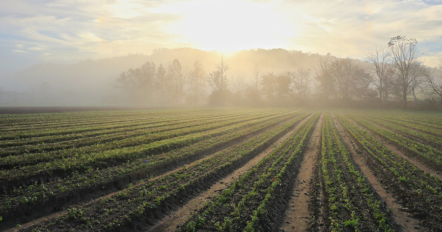 Beautiful sun shining over Gaia Herbs farm