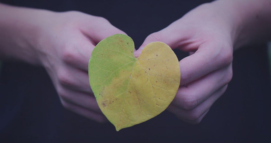 Person holding heart shaped leaf