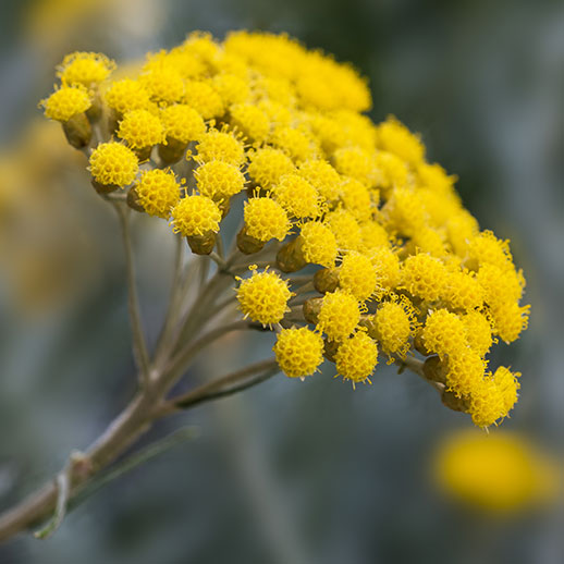 Helichrysum