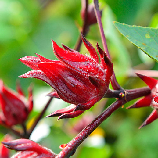 Hibiscus