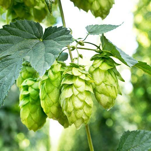 Cluster of hops close up