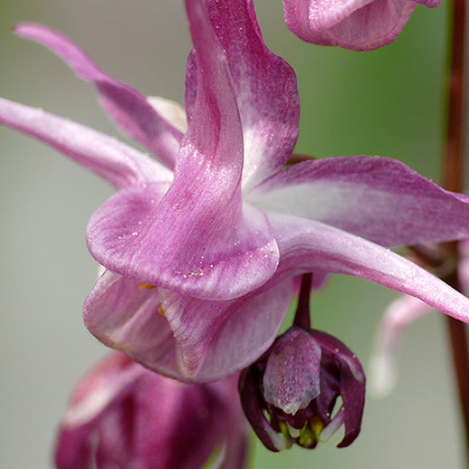 Horny Goat Weed