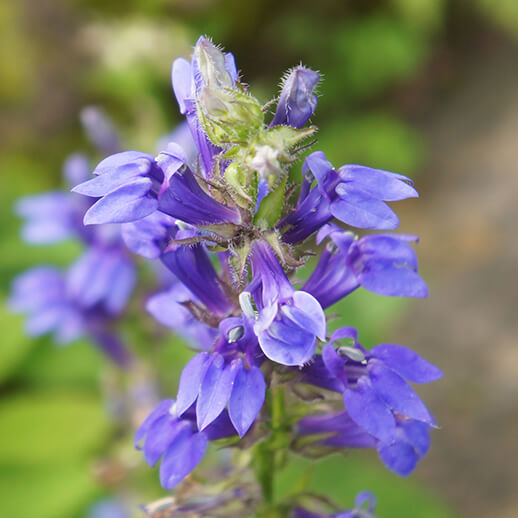 Hyssop