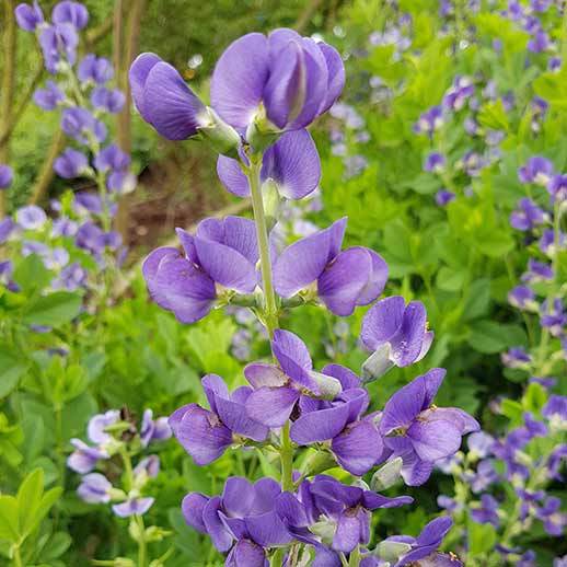 Indigo flower close up