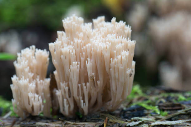 Lion’s Mane mushroom precautions