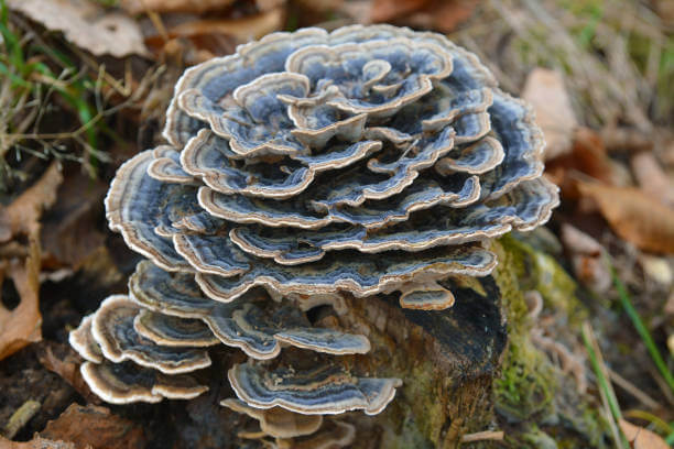 Turkey tail mushroom precautions