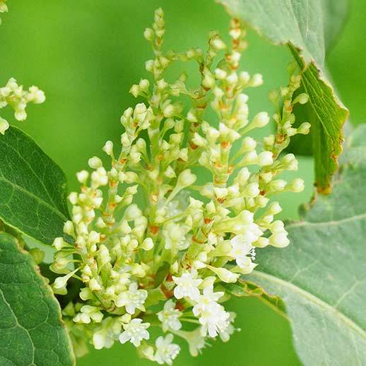 Japanese Knotweed close up