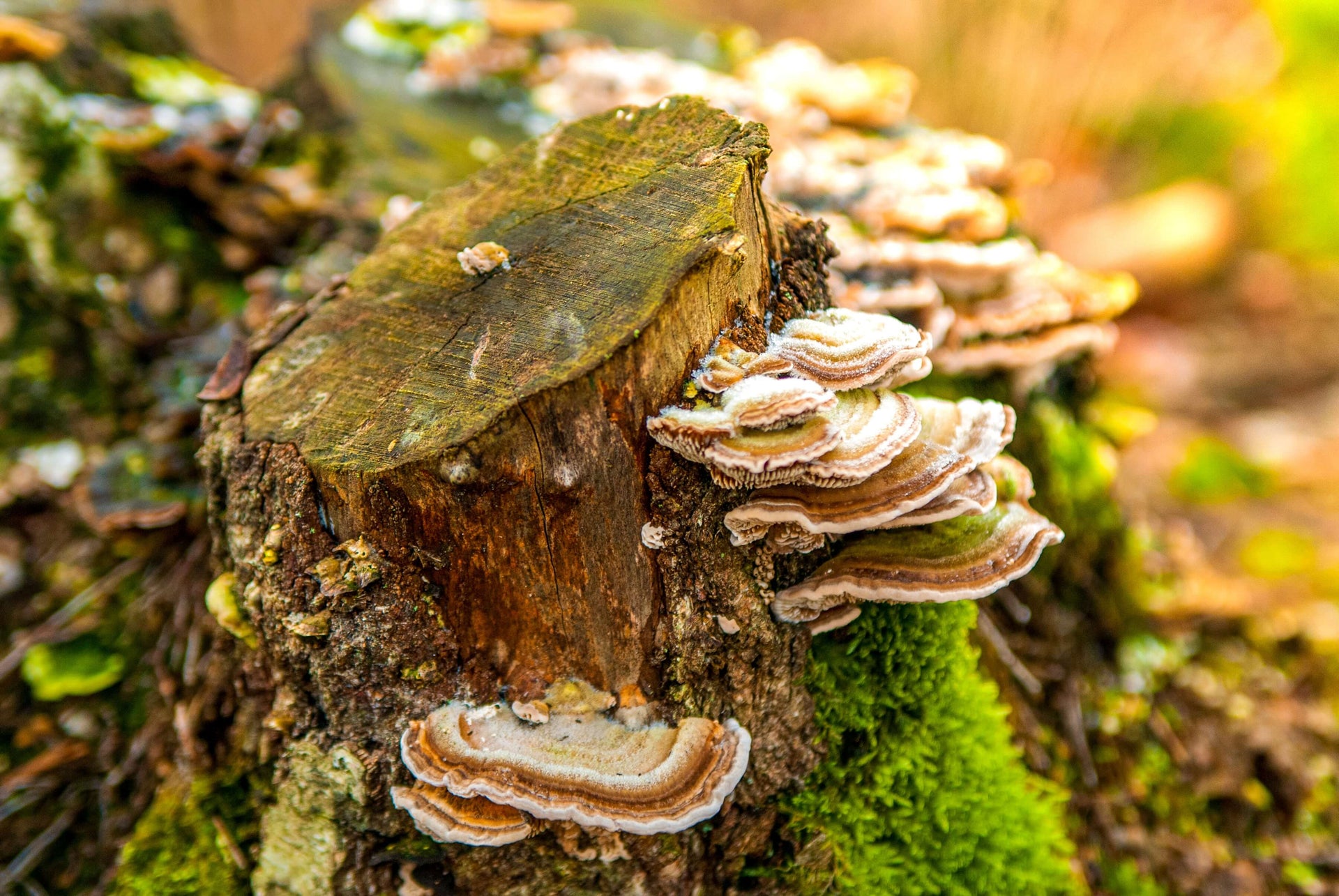 Beginner's Guide to Mushroom Foraging: Gaia HerbsÂ®