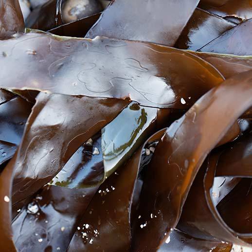 Kelp close up