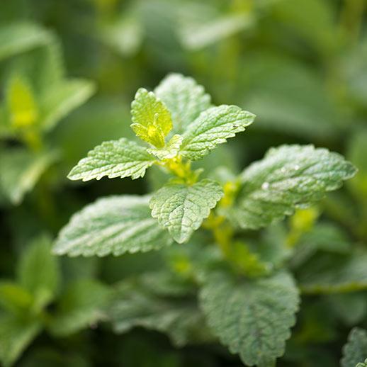 Lemon balm leaves close up