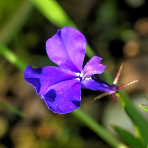 Lobelia flower close up