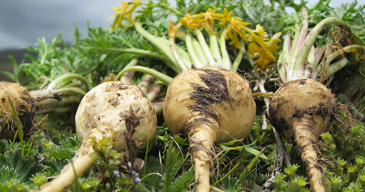 Avantages De La Maca