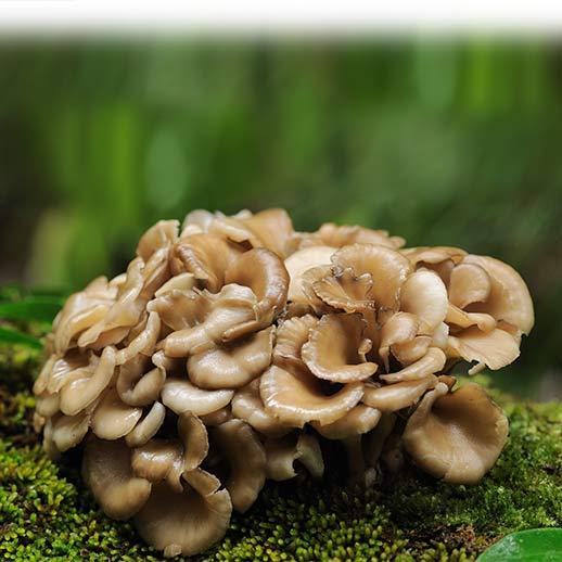 Maitake mushrooms on moss close up