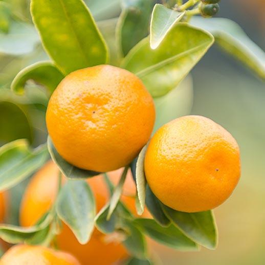 Mandarin Orange pair close up