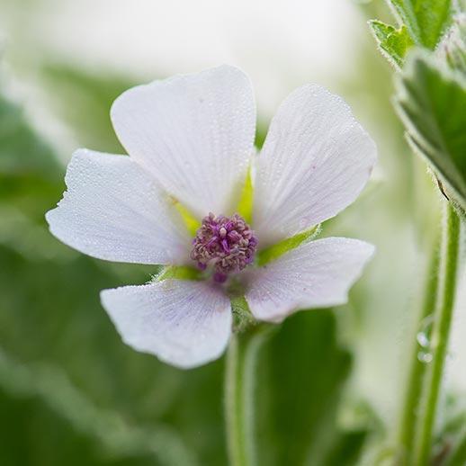 Marshmallow flower close up