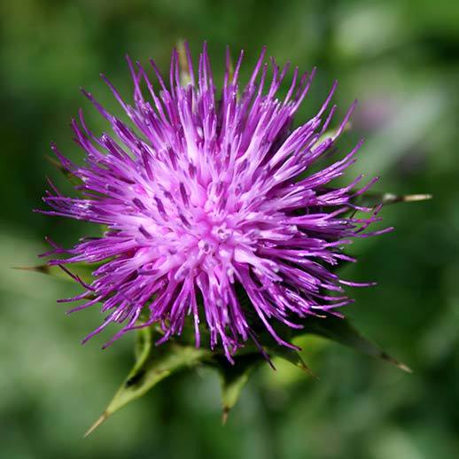 Milk Thistle close up