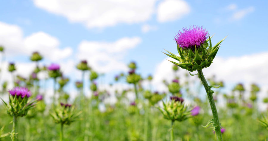 milk thistle