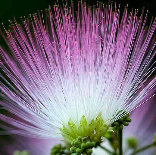 Mimosa flower close up