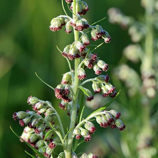 Mugwort close up