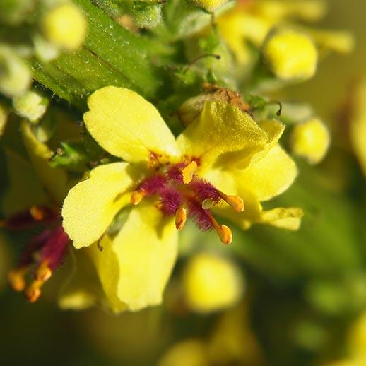 Mullein herb close up