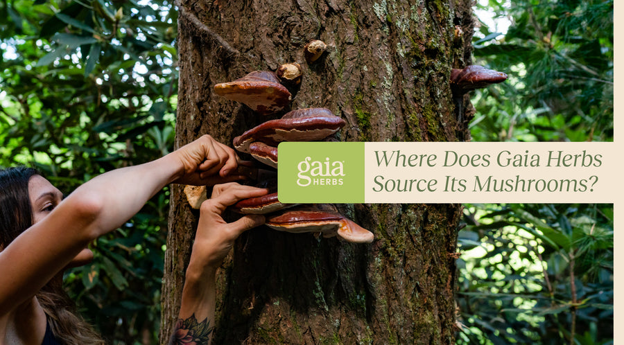 Where Does Gaia Herbs Source Its Mushrooms From? 