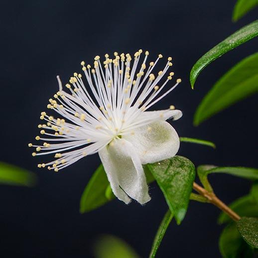 Myrtle flower close up