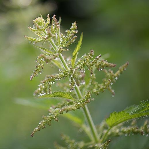 Nettle herb close up